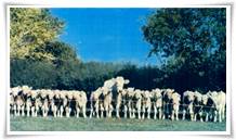 Fertility Flush and Cow