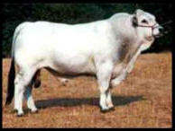 Romagnola Bull